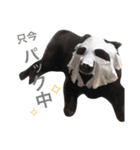 黒ポメ虎丸＆ひなた（個別スタンプ：34）