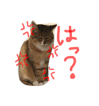 ちゃーうるれもん（個別スタンプ：7）