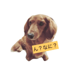 愛犬めぐちゃんすたんぷ♡（個別スタンプ：1）