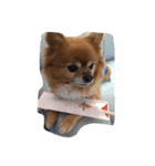 my dog name is Kotaro（個別スタンプ：2）