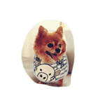 my dog name is Kotaro（個別スタンプ：3）