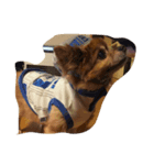 my dog name is Kotaro（個別スタンプ：5）