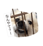 ポメラニアン★豆粒の日常（個別スタンプ：2）