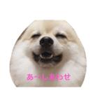ポメラニアン★豆粒の日常（個別スタンプ：3）
