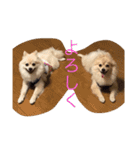 ポメラニアン★豆粒の日常（個別スタンプ：11）