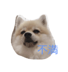 ポメラニアン★豆粒の日常（個別スタンプ：13）