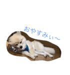 ポメラニアン★豆粒の日常（個別スタンプ：14）