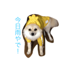 ポメラニアン★豆粒の日常（個別スタンプ：15）