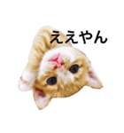 Naniwa's kittens stamp（個別スタンプ：1）