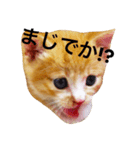 Naniwa's kittens stamp（個別スタンプ：2）