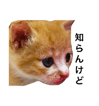 Naniwa's kittens stamp（個別スタンプ：4）