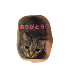 トラとクロ（個別スタンプ：1）