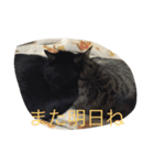 トラとクロ（個別スタンプ：23）