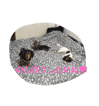 ダックス×ヨーキー3兄弟♡（個別スタンプ：12）
