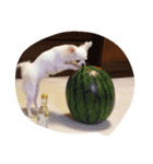 我が家の癒し系（個別スタンプ：7）