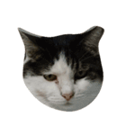 猫の顔写真（個別スタンプ：7）