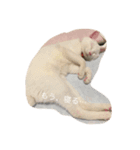 にゃーんと（個別スタンプ：6）