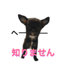 くまとらさん（個別スタンプ：6）