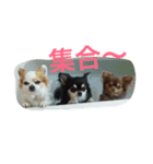 くまとらさん（個別スタンプ：11）