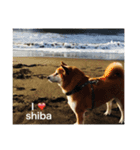 柴犬 こたちゃん2（個別スタンプ：1）