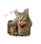 ニャッツ（個別スタンプ：1）