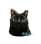 ニャッツ（個別スタンプ：2）