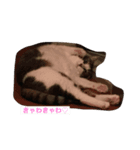 ニャッツ（個別スタンプ：4）