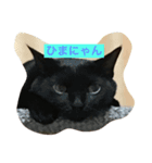 ニャッツ（個別スタンプ：5）