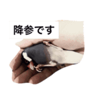 桜文鳥のぴぃちゃん（個別スタンプ：4）