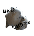 関西弁を操るチビわん（個別スタンプ：10）