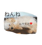 DOGS toypoodle＆Schnauzer（個別スタンプ：1）