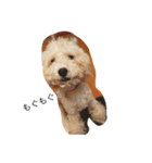 DOGS toypoodle＆Schnauzer（個別スタンプ：2）