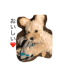 DOGS toypoodle＆Schnauzer（個別スタンプ：3）