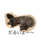 DOGS toypoodle＆Schnauzer（個別スタンプ：4）