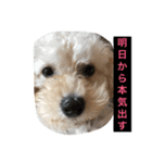 DOGS toypoodle＆Schnauzer（個別スタンプ：5）