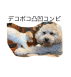 DOGS toypoodle＆Schnauzer（個別スタンプ：6）