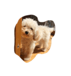 DOGS toypoodle＆Schnauzer（個別スタンプ：7）