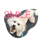 DOGS toypoodle＆Schnauzer（個別スタンプ：8）
