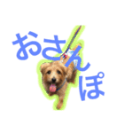 むぎ（ノーフォークテリア）（個別スタンプ：17）