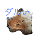 ニャンコ、ダーさん（個別スタンプ：3）
