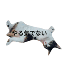 三匹の猫ちゃん（個別スタンプ：4）