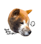柴犬の営業部長クマ（個別スタンプ：3）