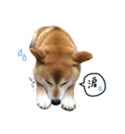 柴犬の営業部長クマ（個別スタンプ：20）