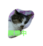 サクラネコ（個別スタンプ：5）