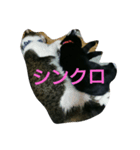 サクラネコ（個別スタンプ：7）