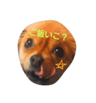 関西弁犬（個別スタンプ：2）