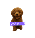 トイプー・コロ助くん（個別スタンプ：5）