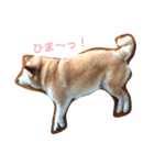 siba dog（個別スタンプ：4）