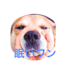 ココアちゃんの日常（個別スタンプ：2）