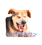 ココアちゃんの日常（個別スタンプ：3）